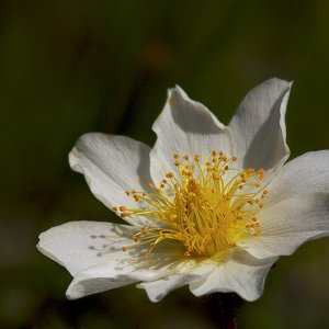 Blümchen