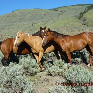 Pferde im Blind Creek Indian Reserve (BC, Canada)