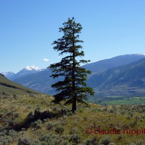 Einsamer Baum am Blind Creek Canyon (BC, Canada)