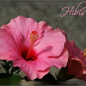 Hibiscus