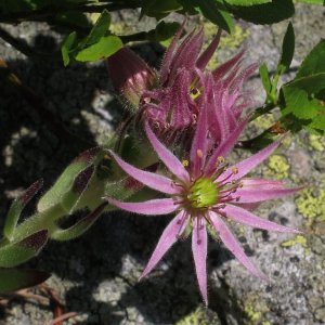 Rote Hauswurz