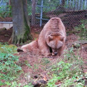 Im Bärenwald bei Arbesbach