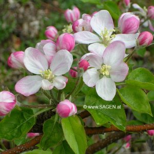 Apfelblüte Golden Delicious