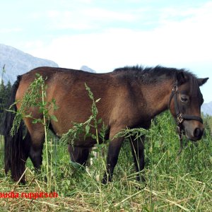 Pony in Tulfes