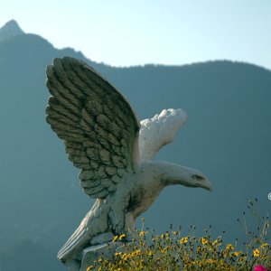 Adler im Karwendelgebirge