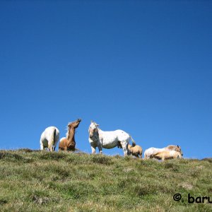 Pferde auf der Bergweide