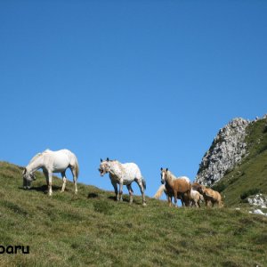 Pferde auf der Bergweide