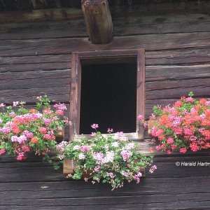 Blumen und Holz