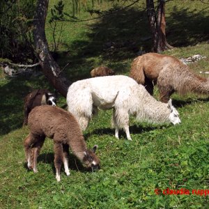 Lamas auf der Hinterhornalm