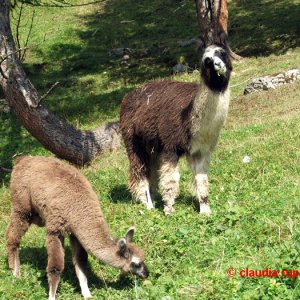 Lamas auf der Hinterhornalm