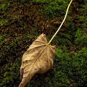 Herbst