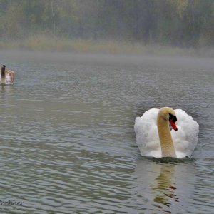 Schwäne im Nebel