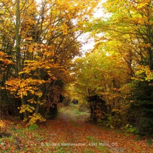 Bäume im Herbst - Herbstlaub