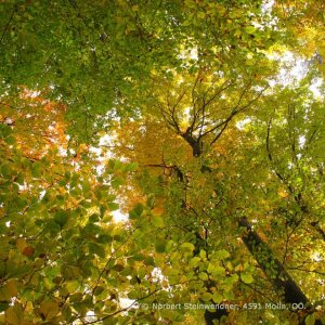 Bäume im Herbst - Herbstlaub