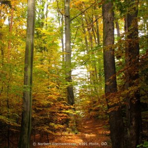 Bäume im Herbst - Herbstlaub