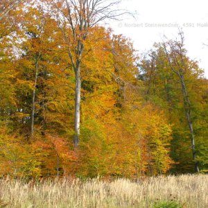 Bäume im Herbst - Herbstlaub