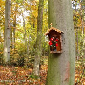 Winzige Holzschindeln ...