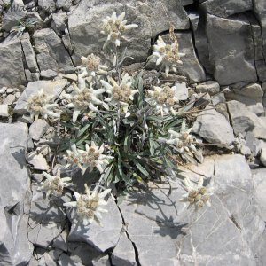 Edelweiß - Leontopodium alpinum