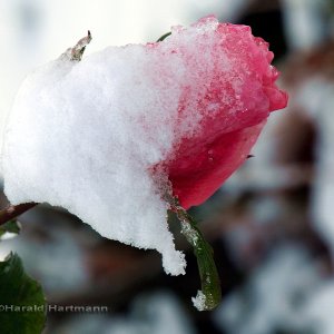 Schnee-Rose
