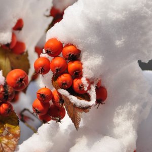 Medium 'Weihnachtsschmuck für einen Klagenfurter Baum' in der Kategorie 'Pflanzen'