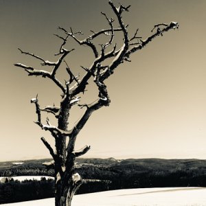 Baum im Schnee