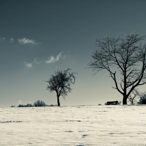 Bank mit zwei Bäumen und Gesträuch im Schnee