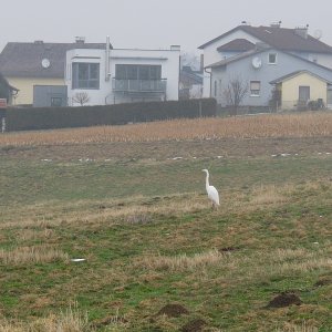 Vogelspur