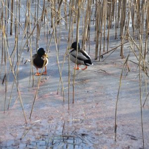 Enten auf dem Wörthersee-Eis Ende Feber