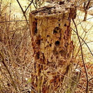 Der Baum - Tod