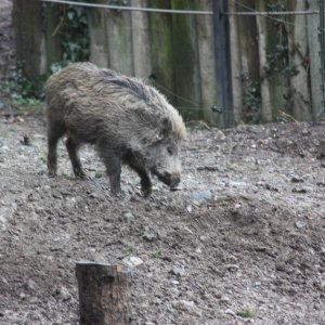 wildschwein