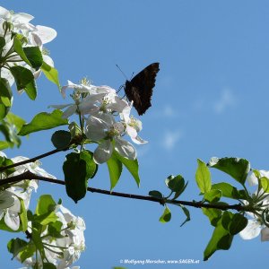 Apfelblüte Südtirol