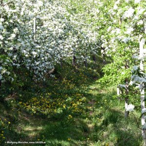 Apfelblüte Südtirol