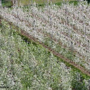 Apfelblüte Südtirol