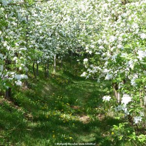 Apfelblüte Südtirol