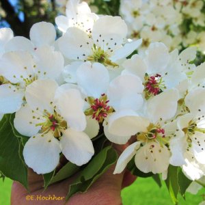 Birnbaum-Blüte