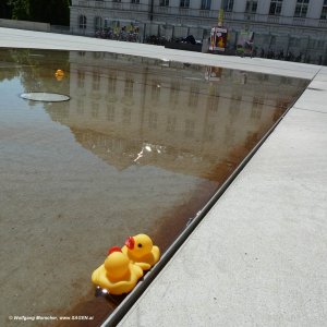 Enten im Universitätsbrunnen Innsbruck