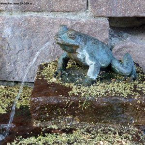 Kröte im Botanischen Garten