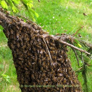 Bienenschwarm (2)