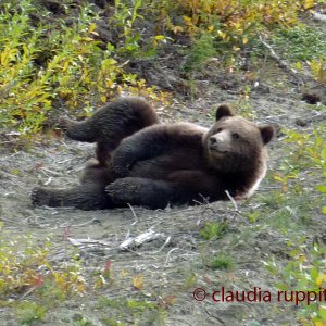 Grizzly Bär, BC, Canada