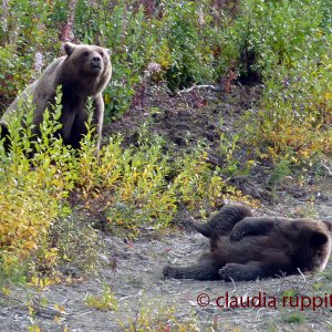 Grizzly Bären, BC, Canada