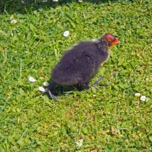 Blesshuhnküken auf der Flucht vor der Fotografin