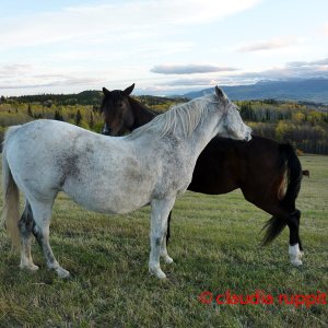 Pferdepärchen, Bulkley Valley, British Columbia, Canada