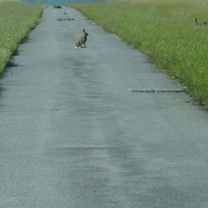 Verstecken spielen