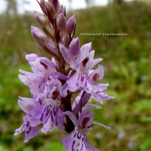 Fuchsknabenkraut