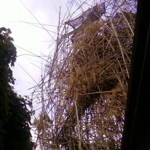 Big Bambu Starn