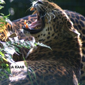 Leopardenweibchen im Tierpark Haag