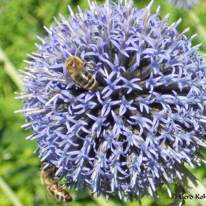 Distel mit Biene