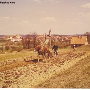 Stadt Horn - Feldbestellung im Jahre 1959.