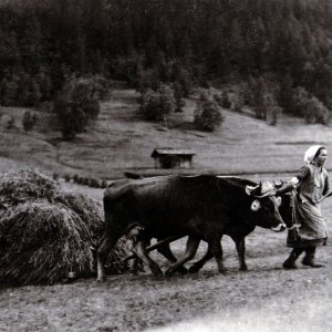 Almleben - Landwirtschaft