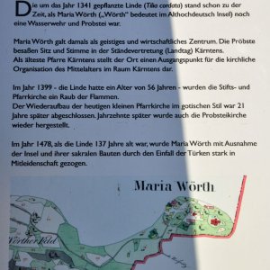 Linde in Maria Wörth (Kärnten)